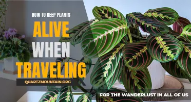 Tips for Keeping Your Plants Alive When Traveling