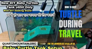 Tips for Keeping Your Turtle Happy and Healthy During Travel