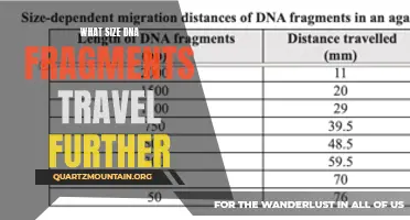 Exploring the Factors Influencing the Migration Distance of DNA Fragments