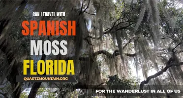 Exploring Florida's Magnificent Sights: Traveling with Spanish Moss