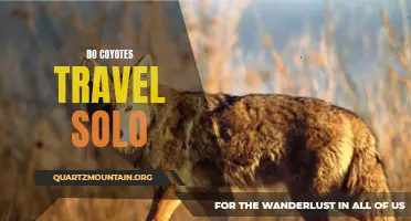 Exploring the Solo Travels of Coyotes in the Wild