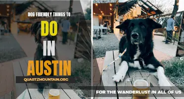 12 Pawsome Activities for Dog Lovers in Austin