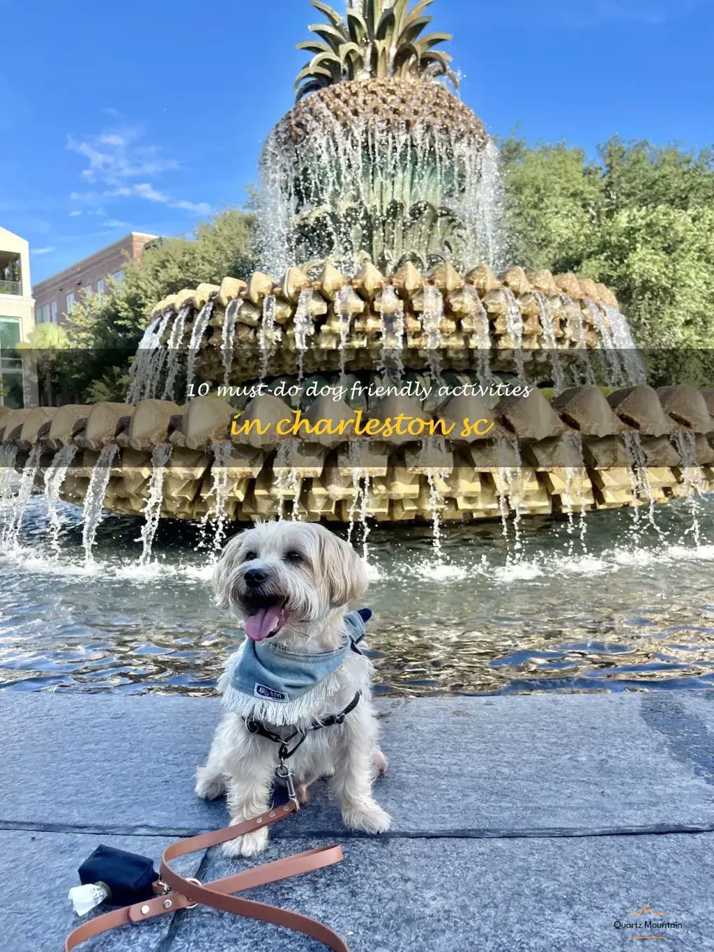 dog friendly things to do in charleston sc