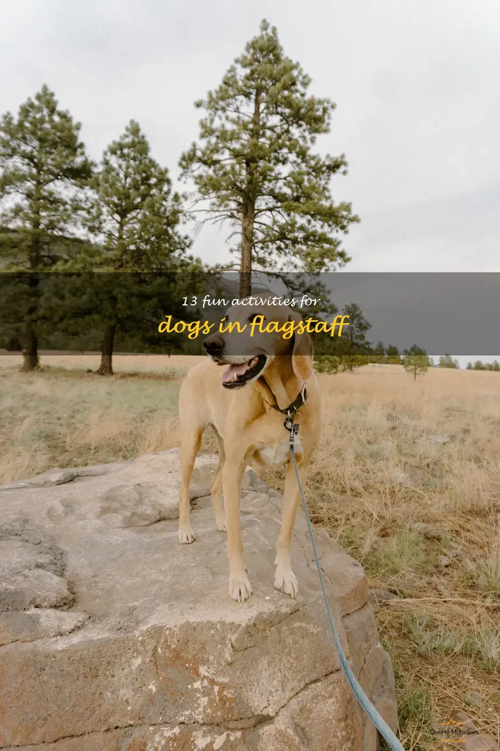 dog friendly things to do in flagstaff