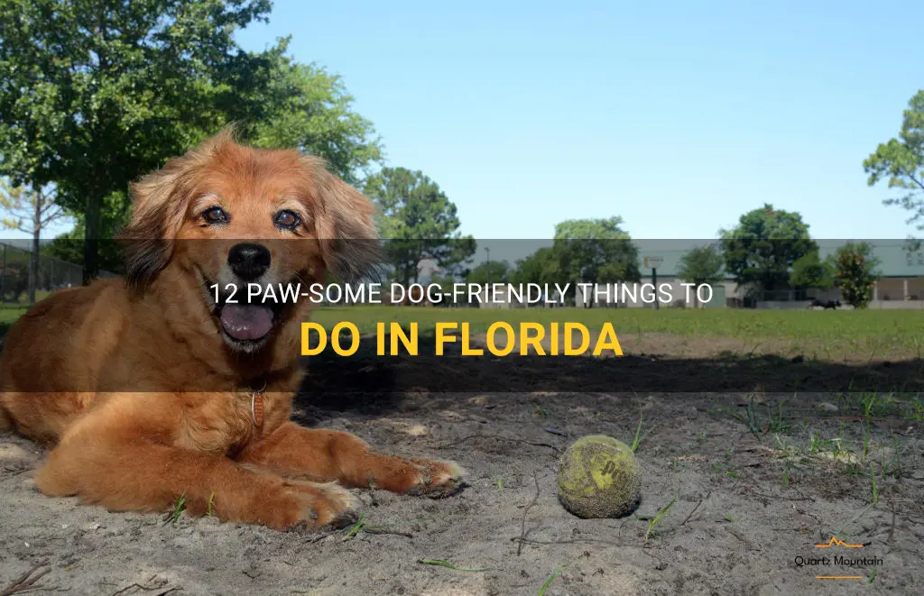 dog-friendly things to do in florida