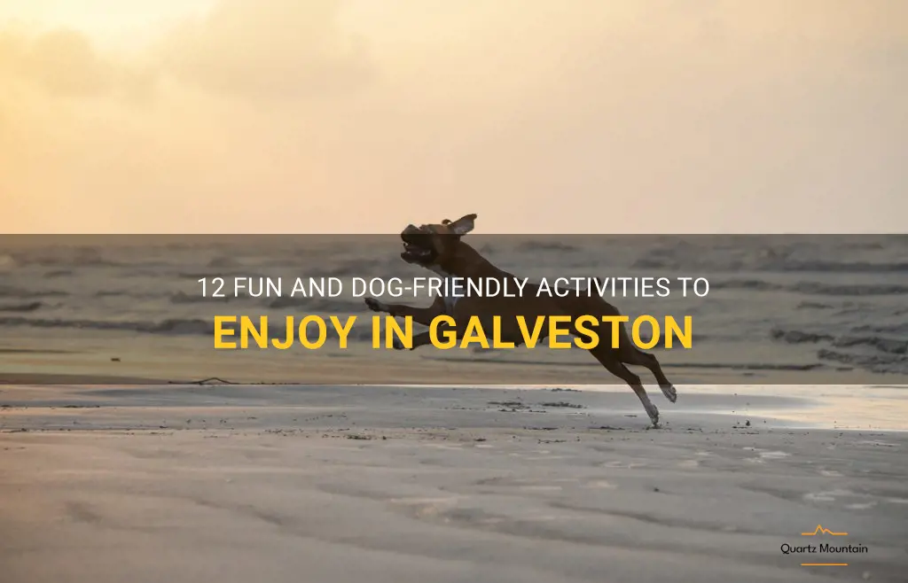 dog friendly things to do in galveston
