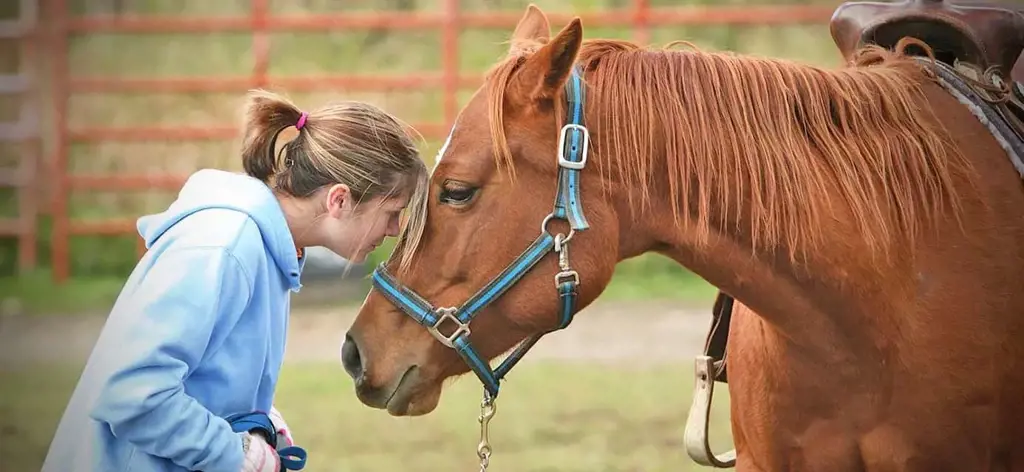 Equine-assisted