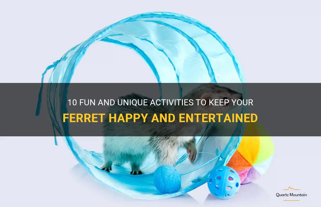 fun things to do with ferrets