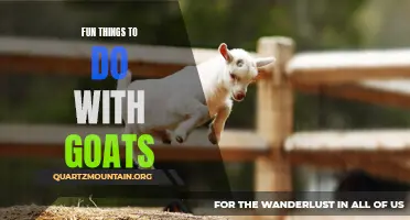 14 Fun Activities to Keep You and Your Goats Busy!