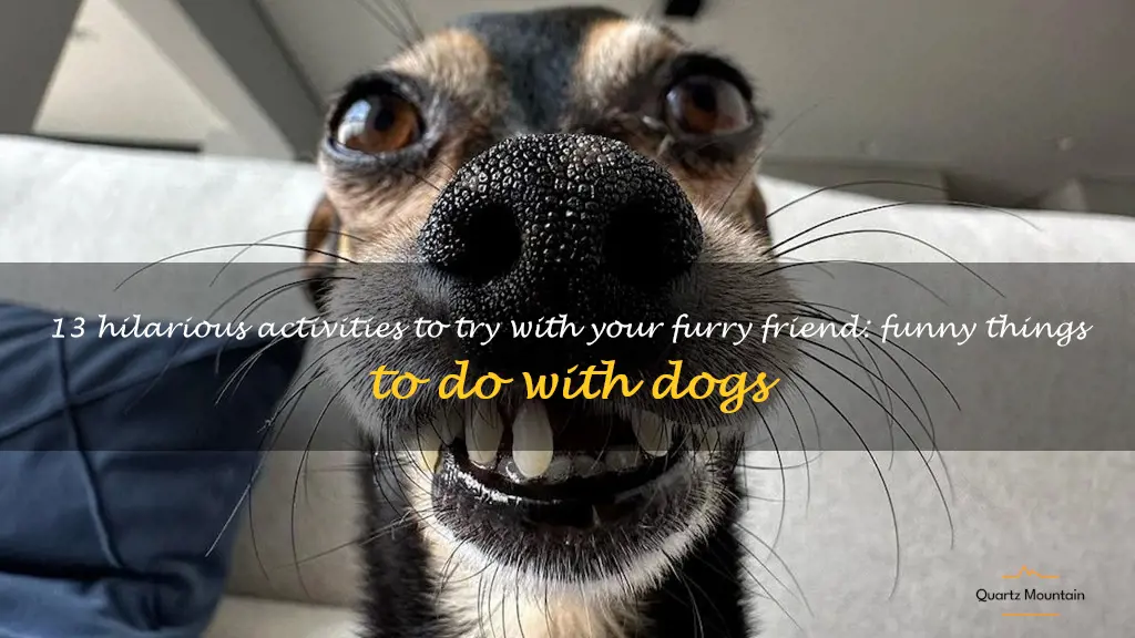 funny things to do with dogs