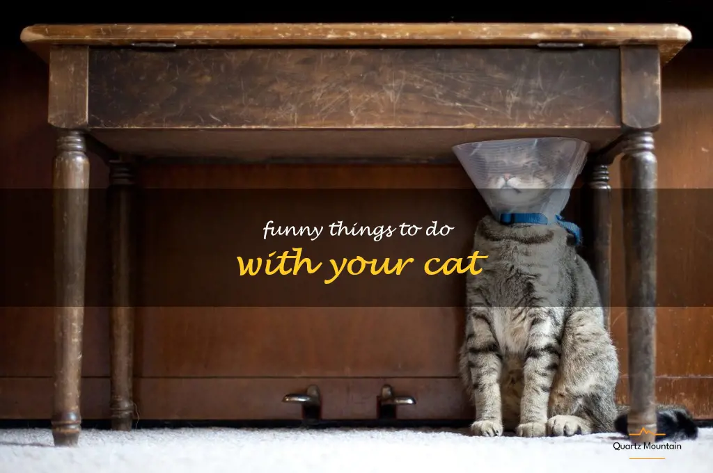 funny things to do with your cat