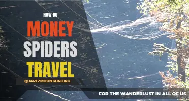 Understanding the Travel Methods of Money Spiders