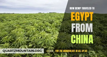 The Journey of Hemp: From China to Egypt