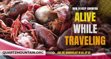 Ensuring the Survival of Crawfish on Your Travels: Tips and Tricks