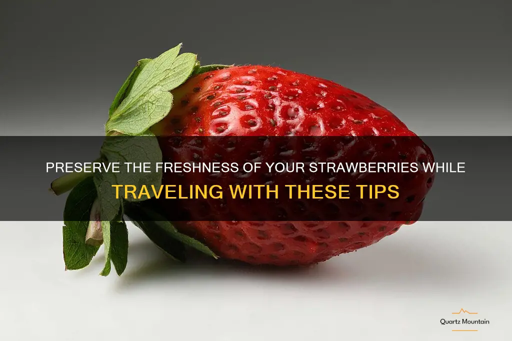 how to keep strawberries fresh while traveling