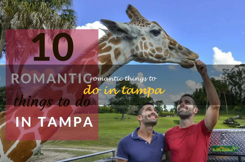 romantic things to do in tampa