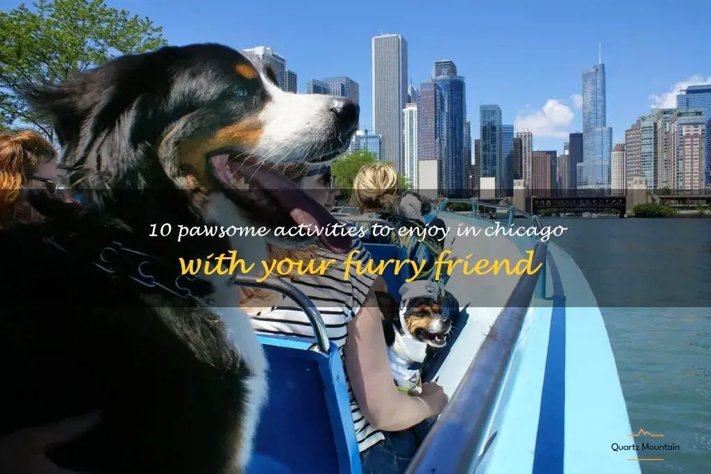 things to do in chicago with a dog