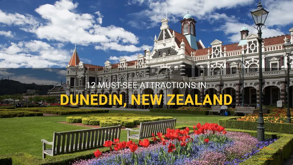 things to do in dunedin new zealand