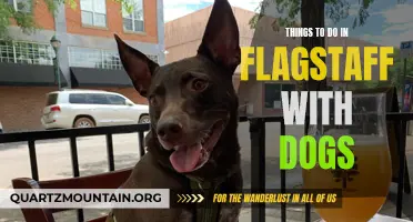 10 Awesome Activities to Enjoy in Flagstaff with Your Furry Best Friend