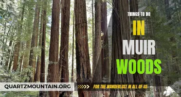 12 Fun Things to Do in Muir Woods National Monument