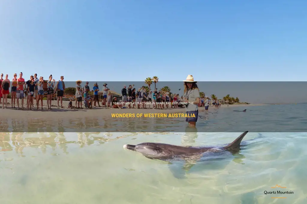 things to do in shark bay