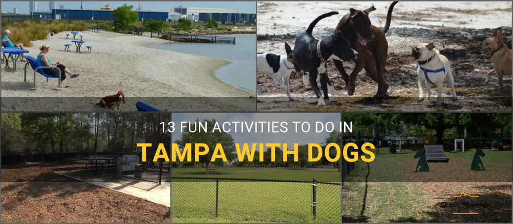 things to do in tampa with dogs