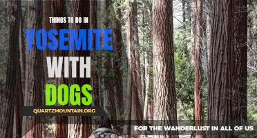 12 Fun Activities to Do in Yosemite with Dogs