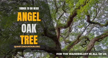 14 Fun Activities Near Angel Oak Tree
