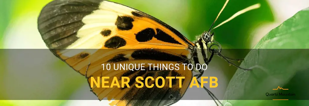 things to do near scott afb