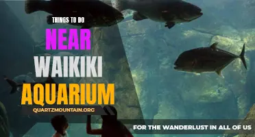 12 Fun-Filled Activities Near Waikiki Aquarium for Visitors
