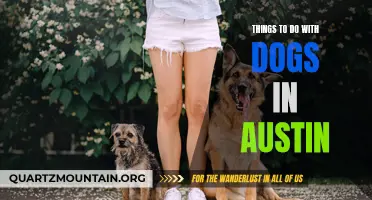 Doggie Delights: Exploring Austin's Best Canine Activities