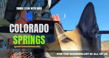 12 Fun Activities to Enjoy with Your Dog in Colorado Springs