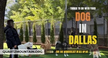 12 Fun Activities to Enjoy with Your Dog in Dallas