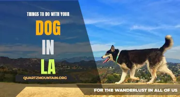 13 Fun and Exciting Activities to Enjoy with Your Dog in LA