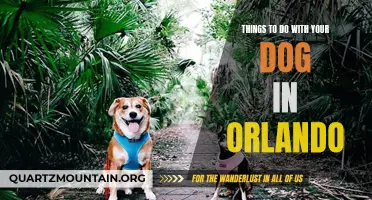 12 Fun Activities with Your Dog in Orlando