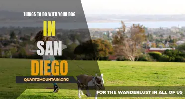 13 Fun Activities to Enjoy with Your Dog in San Diego