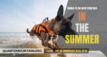 11 Fun Activities to Enjoy with Your Dog This Summer