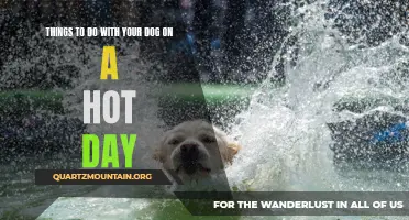 12 Fun Activities to do with Your Dog on a Hot Day