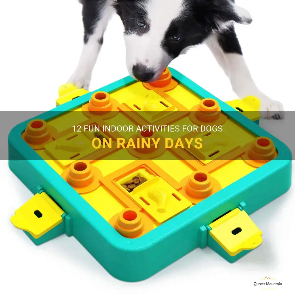 things to do with your dog on a rainy day
