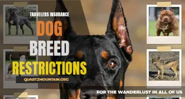 Understanding Travelers Insurance Dog Breed Restrictions