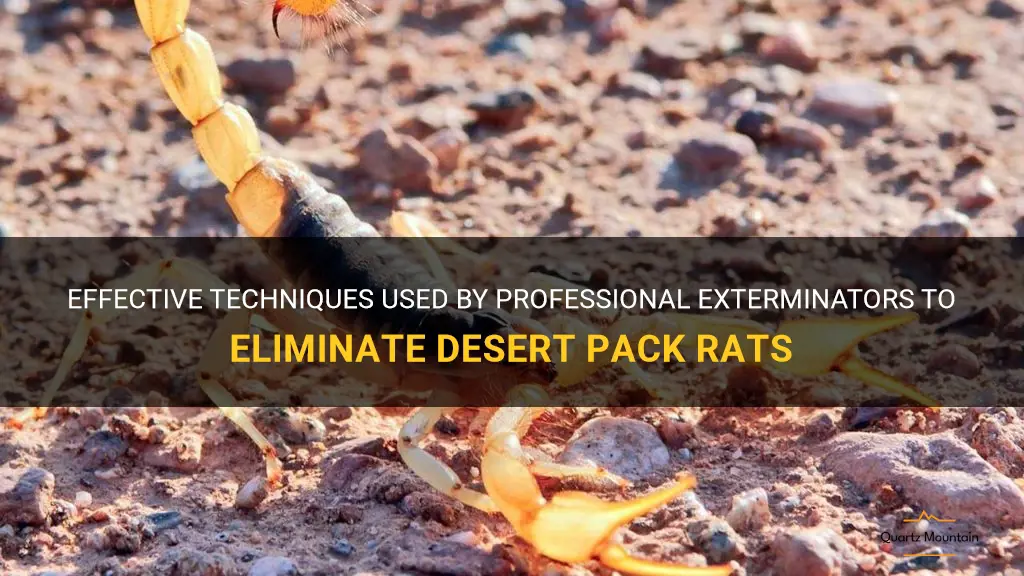 what do professional exterminators use to eliminate desert pack rats