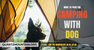 Essential Items to Bring When Camping with Your Dog