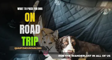 Essential Items to Pack for Your Dog on a Road Trip