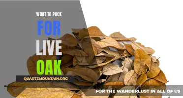 Essential Items to Pack for Your Live Oak Adventure
