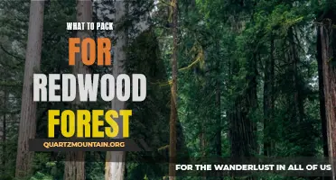Essential Items to Pack for Exploring the Redwood Forest