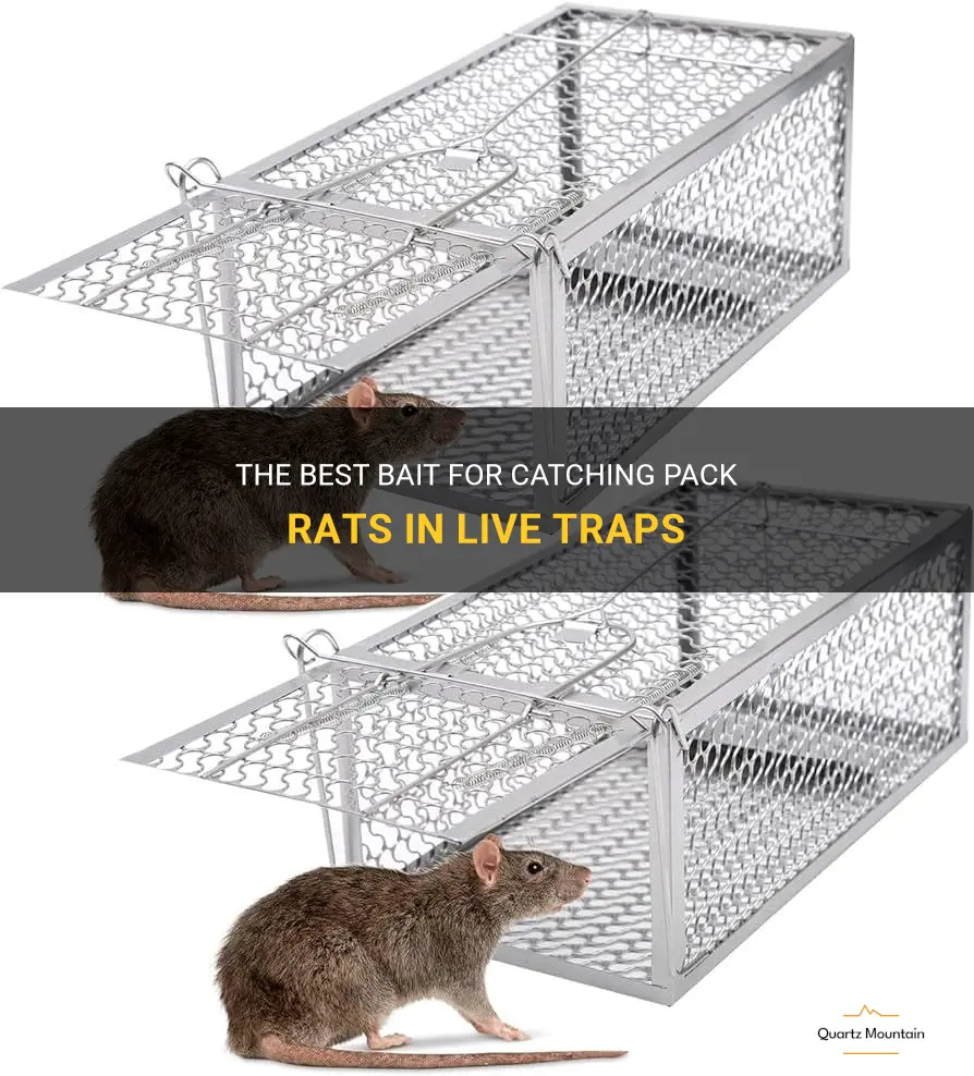 what to put in live trap for pack rats