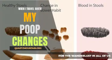 Why Does My Poop Change When I Travel South? Exploring the Connection Between Travel and Digestive Health