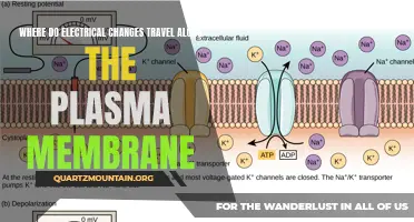 Understanding the Path of Electrical Changes Along the Plasma Membrane